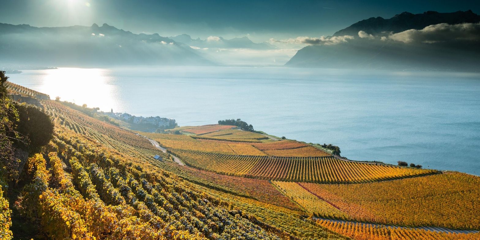 The 10 best things to do in Lausanne - vineyards of Lavaux